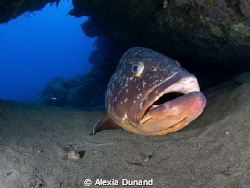 Dusky Grouper (Epinephelus marginatus). by Alexia Dunand 